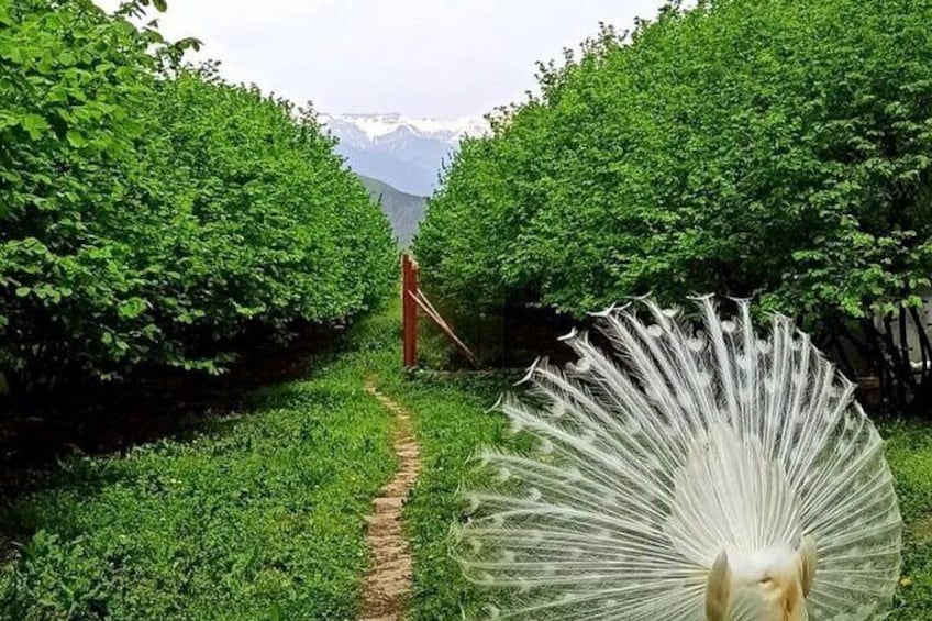 Peacock in BioGarden Sheki