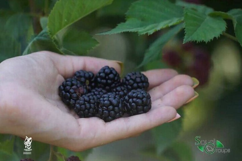 Black mulberry in BioGarden Sheki