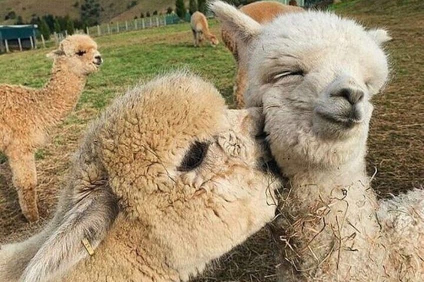 Sweet Alpacas