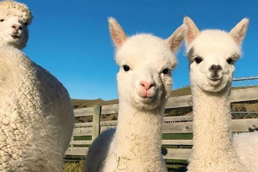 Sweet Alpacas