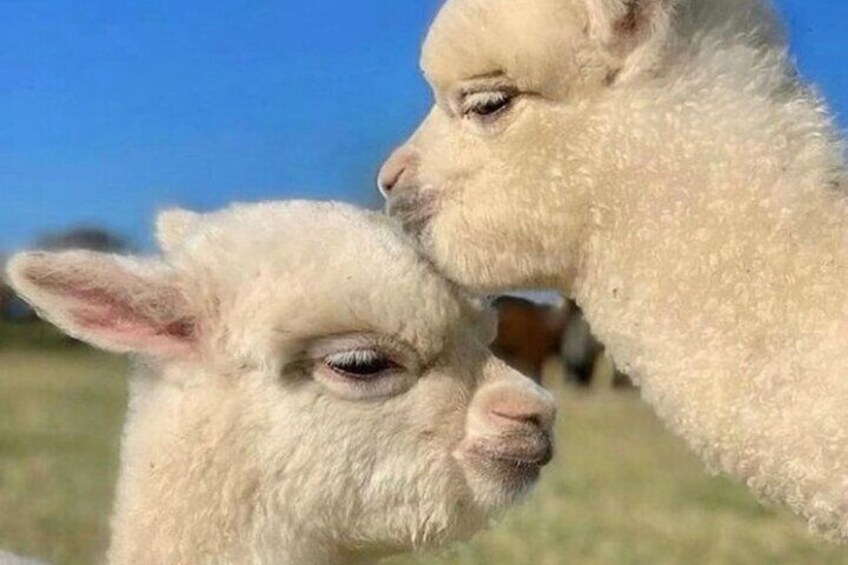 Sweet Alpacas