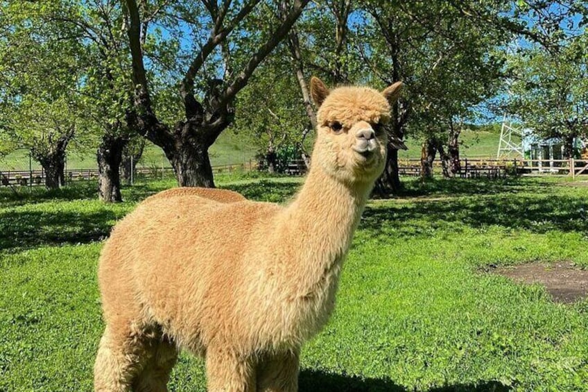 Sweet Alpaca