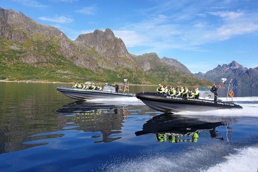 Trollfjord and Sea Eagle Safari Tour from Svolaer