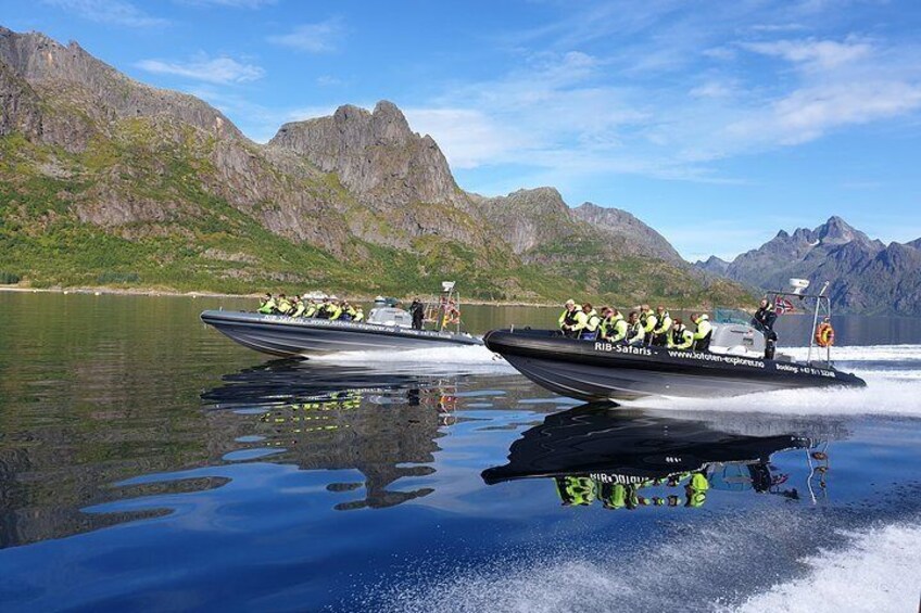 Trollfjord and Sea Eagle Safari Tour from Svolaer