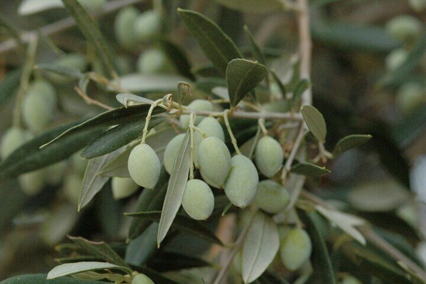 Koroneiki olives