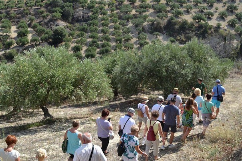 Walking in the olive groves