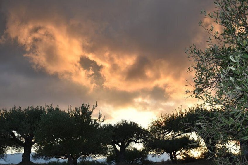 Cloudy olive trees 