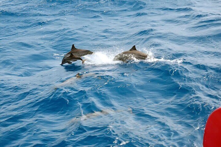 Swim With Dolphin & Snorkeling Sea Trip With Lunch - Marsa Alam