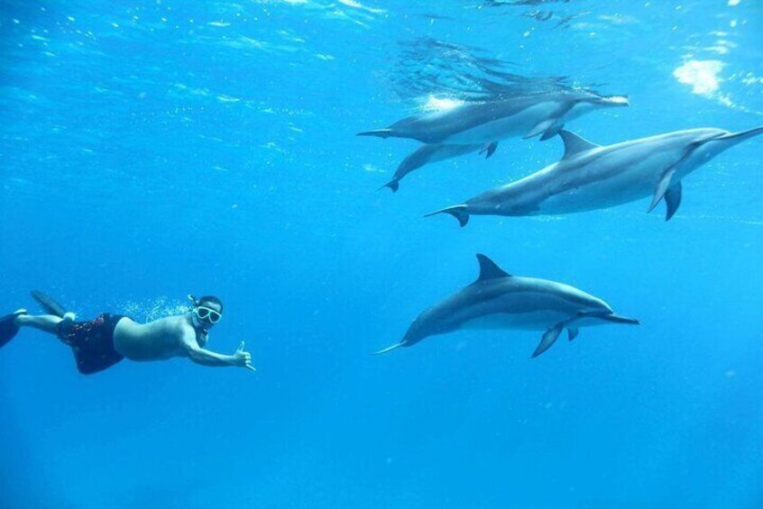 Swim With Dolphin & Snorkeling Sea Trip With Lunch - Marsa Alam