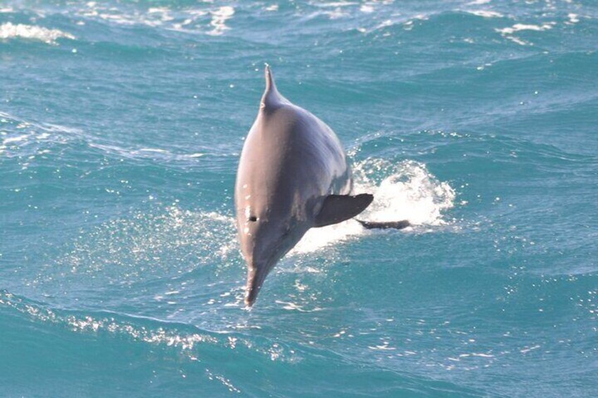 Swim With Dolphin & Snorkeling Sea Trip With Lunch - Marsa Alam