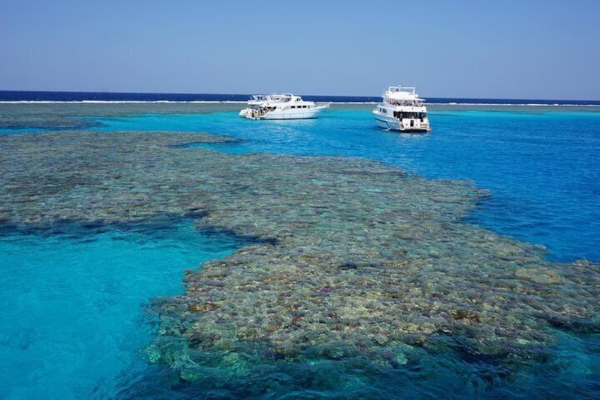 Swim With Dolphin in Satayeh Reef Snorkeling Sea Trip - Marsa Alam