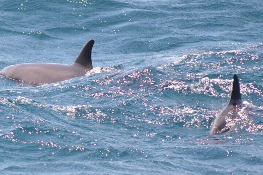 Swim With Dolphin & Snorkeling Sea Trip With Lunch - Marsa Alam