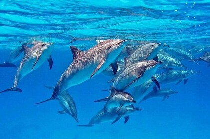 Swim With Dolphin in Satayeh Reef Snorkelling Sea Trip and Lunch - Marsa Al...