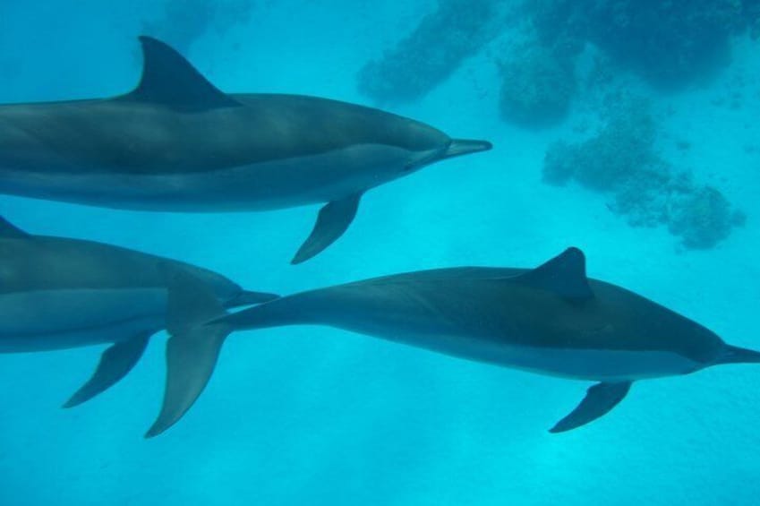 Swim With Dolphin in Satayeh Reef Snorkeling Sea Trip - Marsa Alam