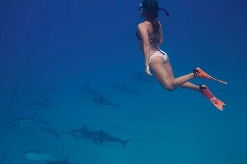 Swim With Dolphin & Snorkeling Sea Trip With Lunch - Marsa Alam
