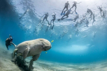 Marsa Mubarak Full Day and one intro Diving With Lunch, Transfer - Marsa Al...