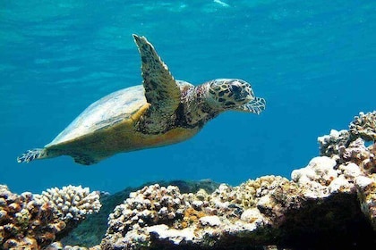 Coral Garden Amazing Snorkelling Sea Trip With Lunch and Transfer - Marsa A...