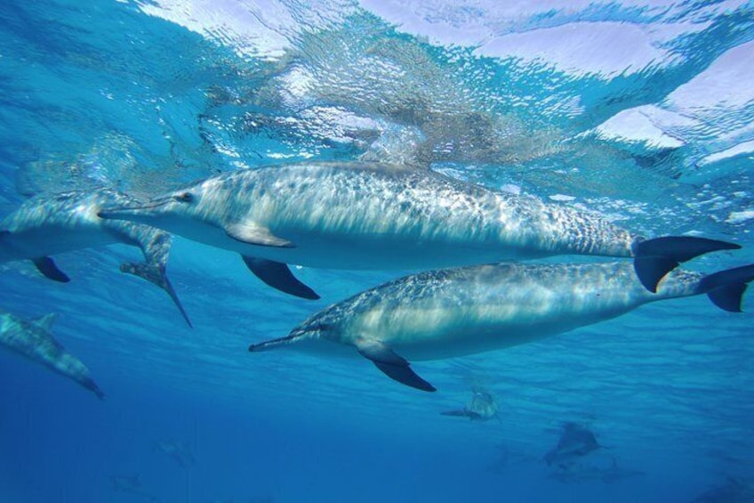Dolphin House Satayeh Reef Snorkeling Sea Trip - Marsa Alam