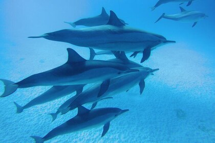 Swim With Dolphin in Dolphin House Satayeh Reef Snorkeling Sea Trip - Marsa...