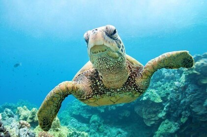 Abu Dabbab National Park over day Snorkel With Turtles & Dugong - Marsa Ala...