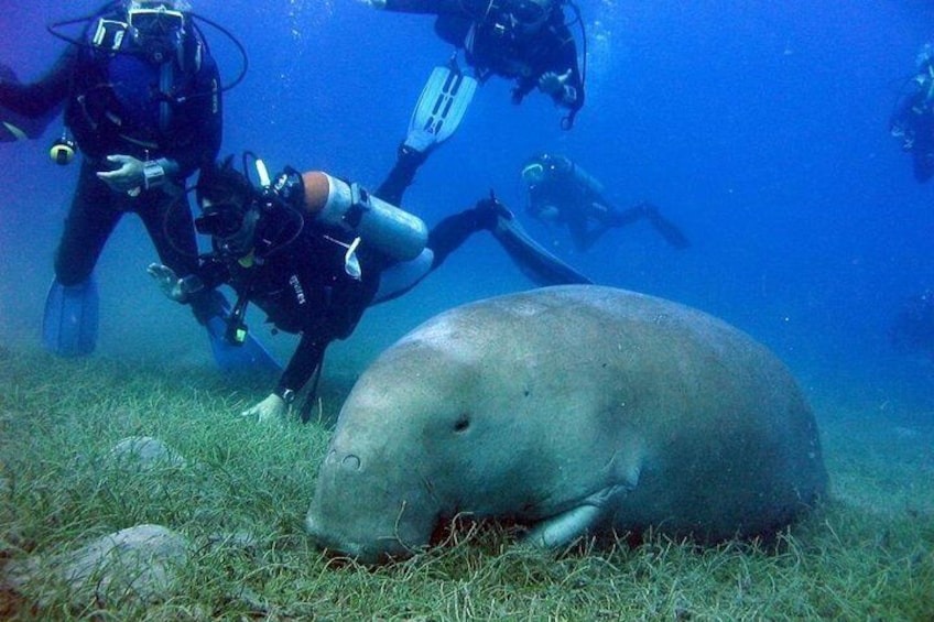 Abu Dabbab National Park over day- snorkel with Turtles & Dugong- Marsa Alam