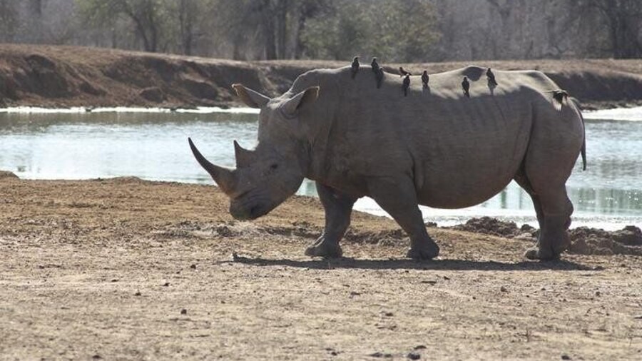 Rhinos At Hlane National Park