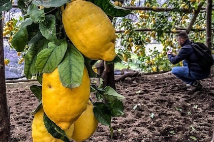 Private Tour: The Path of the Lemons