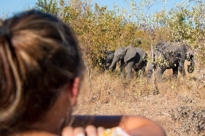Show item 2 of 11. Photographic Day Trip into the Kruger National Park