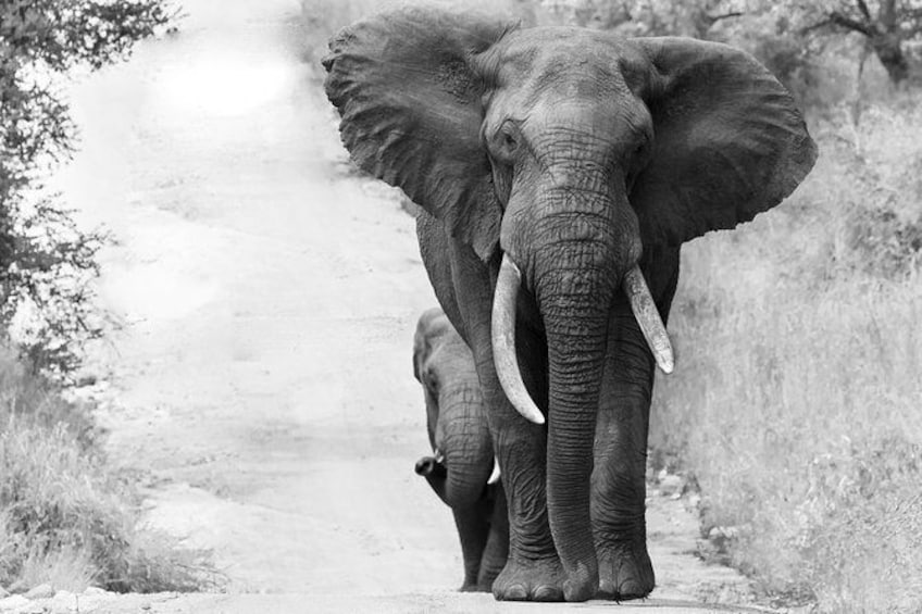 Show item 4 of 11. Photographic Day Trip into the Kruger National Park