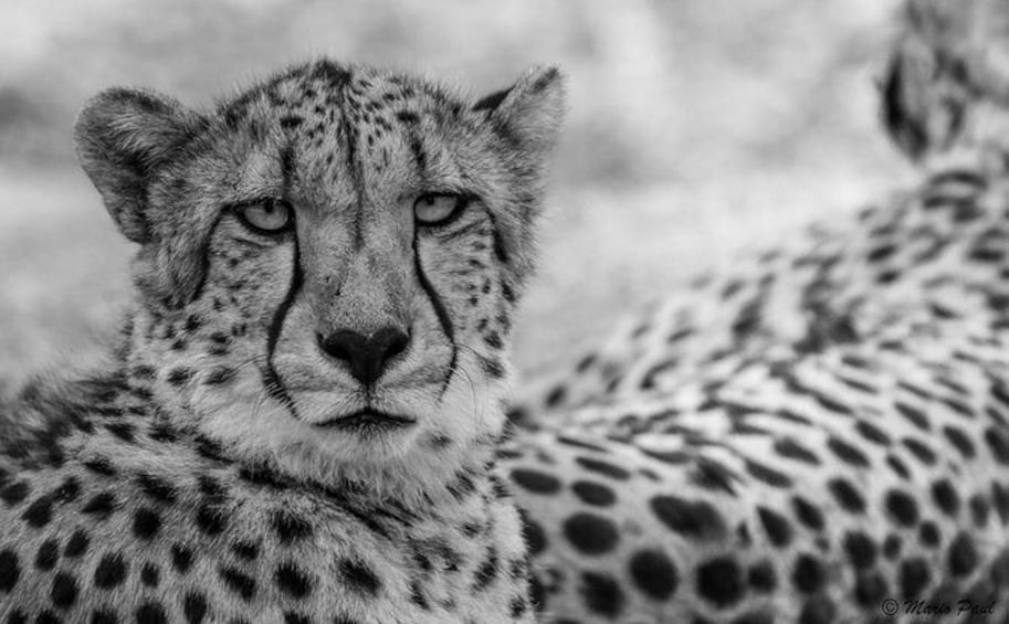 Show item 3 of 11. Photographic Day Trip into the Kruger National Park