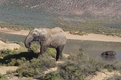 African Big 5 Full Day Safari Aquila Game Reserve From Cape Town