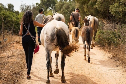 Horse Sanctuary: A walk with Rescued Horses by your side