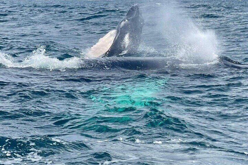 Whales in Samaná, with Bacardi Island, Horseback Riding, Limon Waterfall.