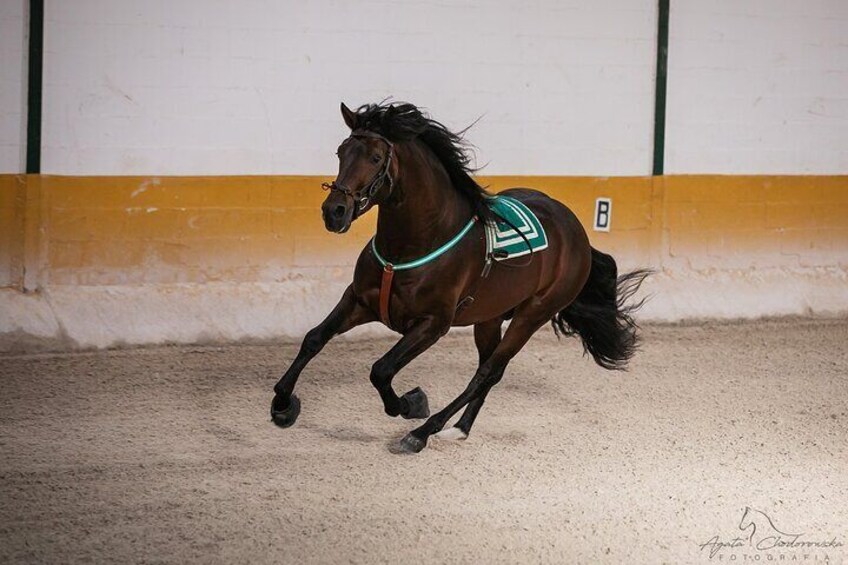 Horse and Flamenco Show in Malaga with Dinner