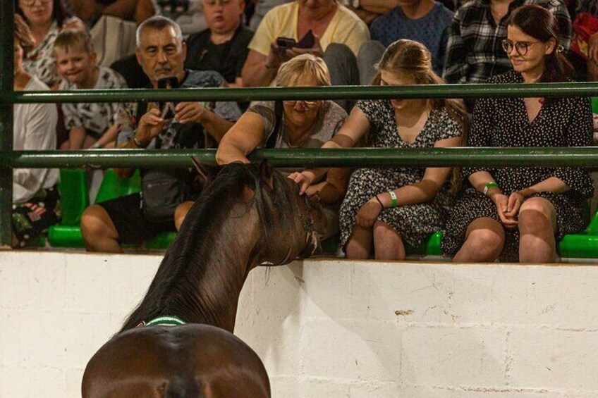 Horse and Flamenco Show in Malaga with Dinner