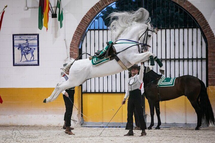 Horse and Flamenco Show in Malaga with Dinner