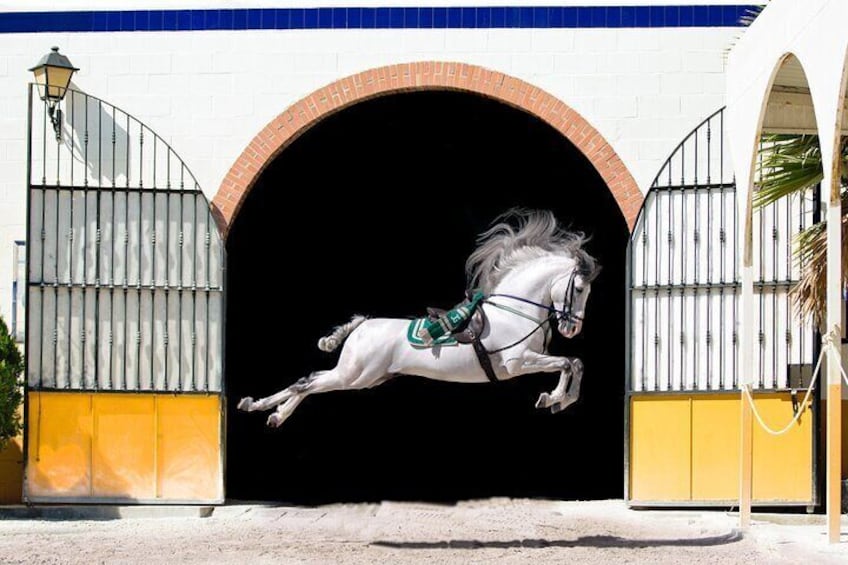 Horse and Flamenco Show in Malaga