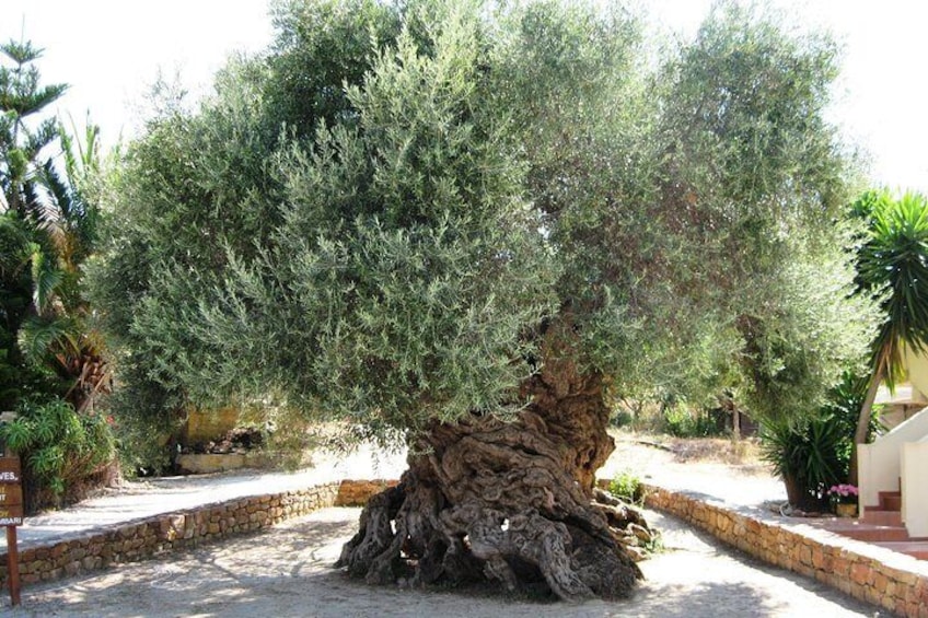 Vouves Olive Tree 500 years old