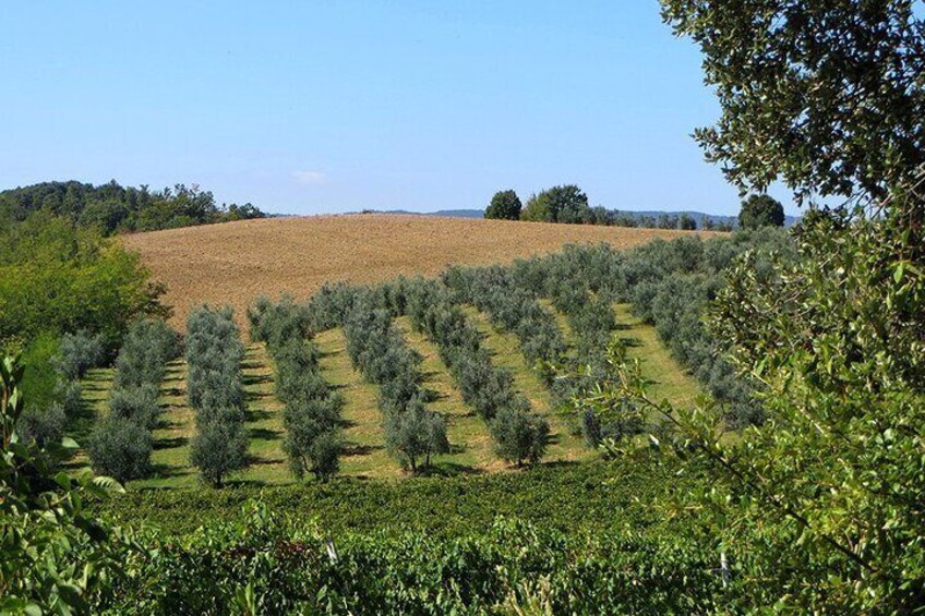 Cretan Countryside