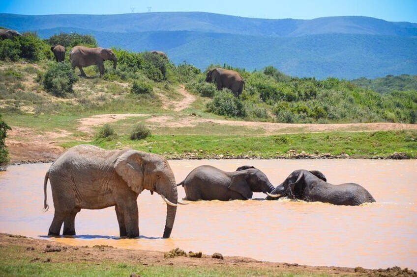 Observe the splashing around of the elephants