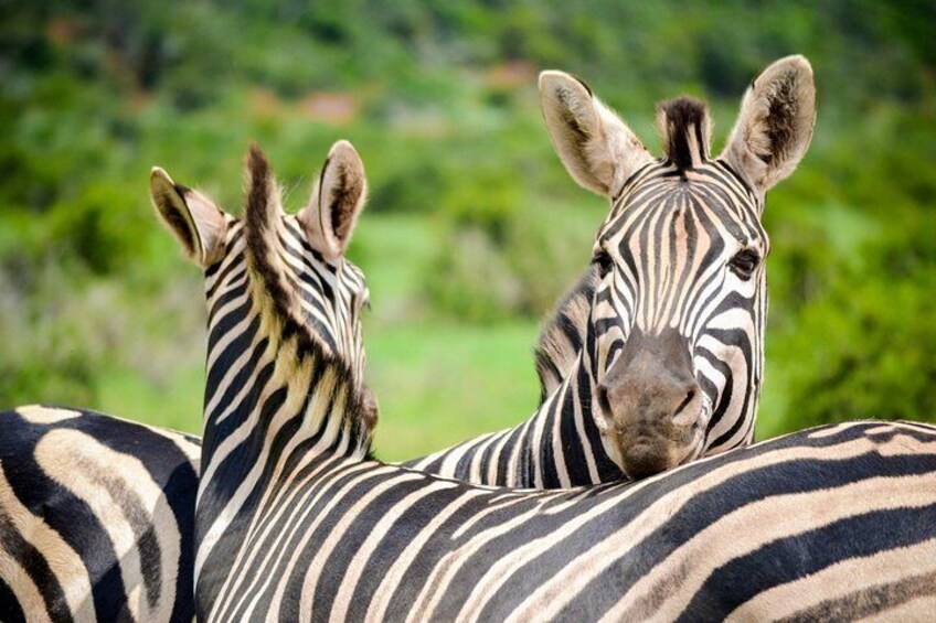 The loving zebras