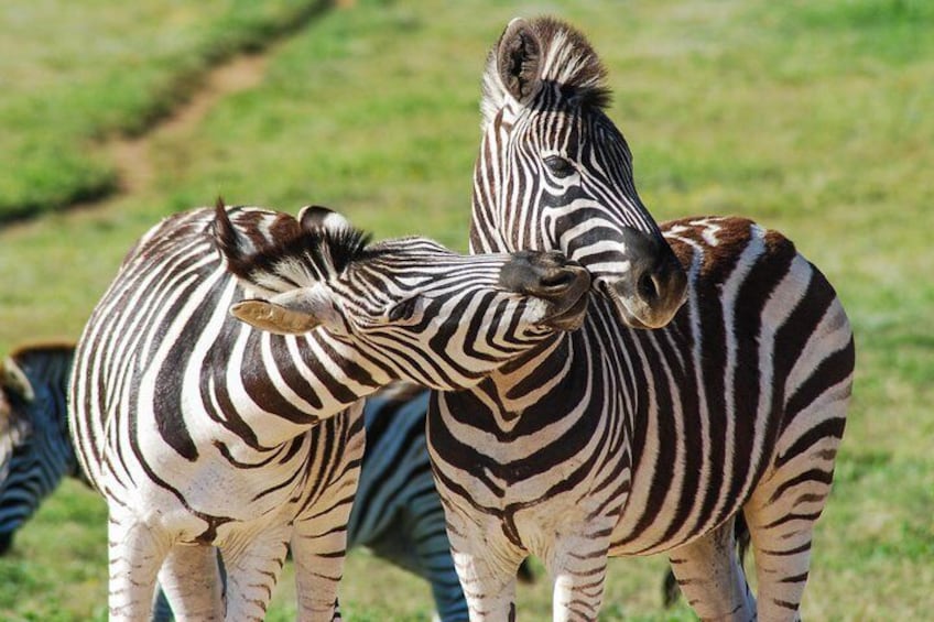 Count the strips of the zebra