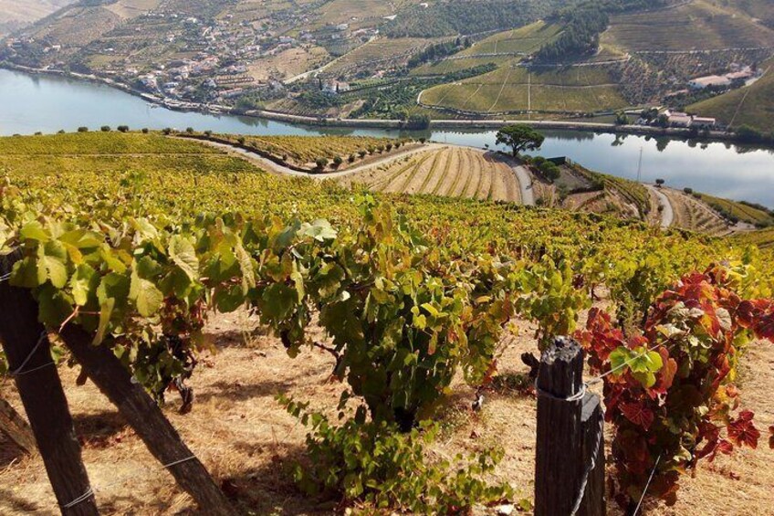 Douro Valley Private Tours - Old vineyards in Douro Valley