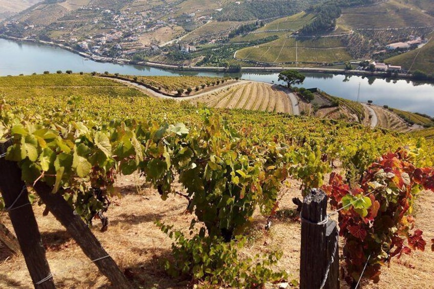 Douro Valley Private Tours - Old vineyards in Douro Valley