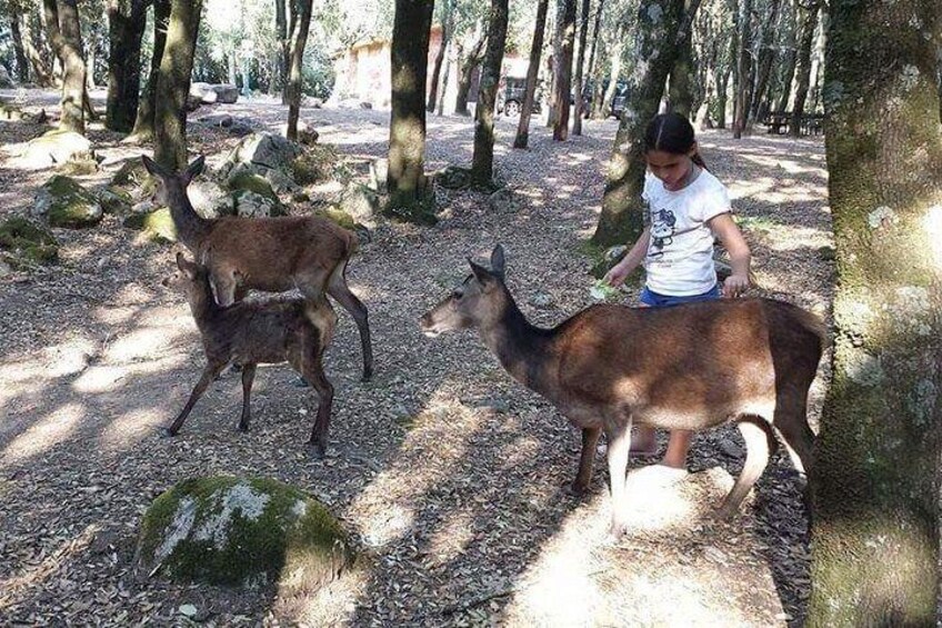 Cagliari: Is Cannoneris Nature Reserve Jeep and Walking Tour from Chia
