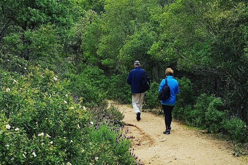 Cagliari: Is Cannoneris Nature Reserve Jeep and Walking Tour from Chia