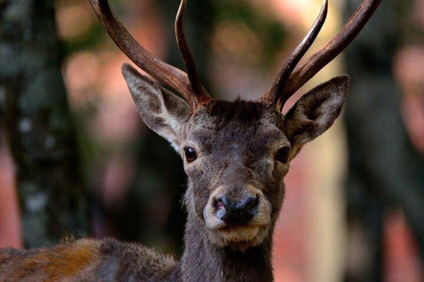 Cagliari: Is Cannoneris Nature Reserve Jeep and Walking Tour from Chia
