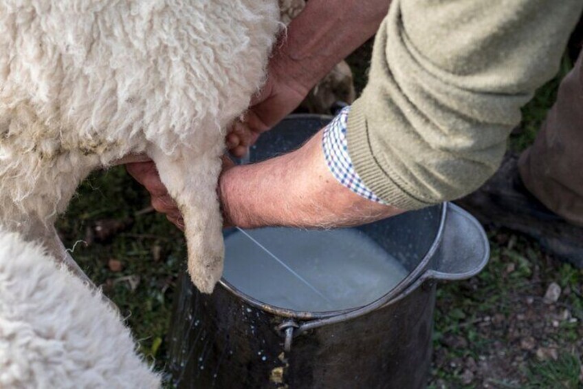 Traditional cheese making experience