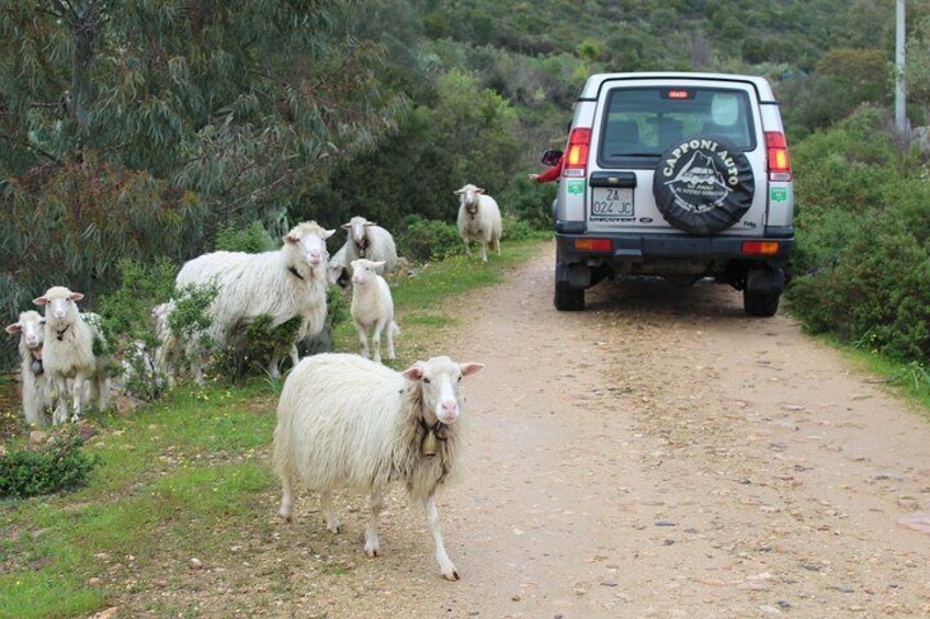 Cagliari: Is Cannoneris Nature Reserve Jeep and Walking Tour from Chia