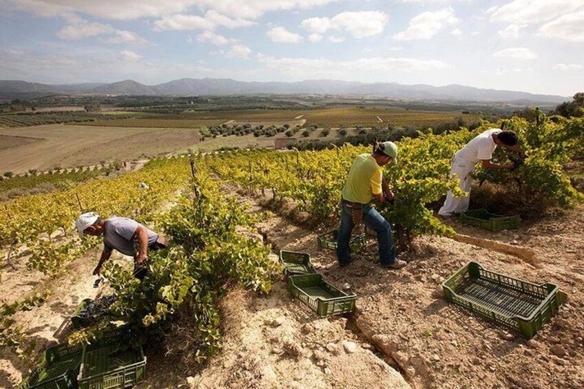 Cagliari: Experience Tasting from Chia